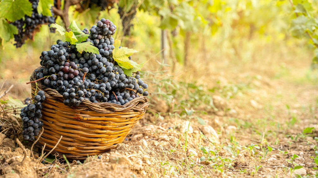 uve rosse di sicilia